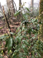 Cinnamomum subavenium