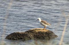 Calidris pugnax