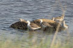 Calidris pugnax