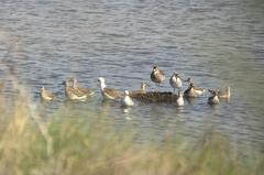 Calidris pugnax