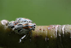 Aetalion reticulatum