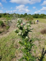 Cirsium nuttallii