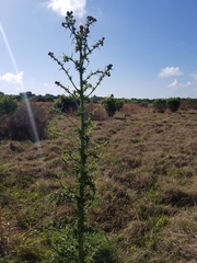 Cirsium nuttallii