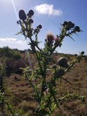 Cirsium nuttallii