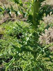 Cirsium nuttallii