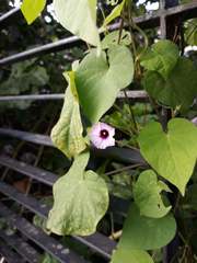 Ipomoea grandifolia