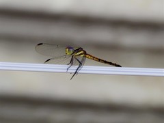 Orthemis