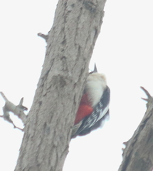 Dendrocopos major