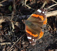 Vanessa atalanta