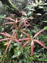 Quercus sessilifolia