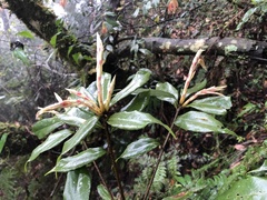 Quercus sessilifolia