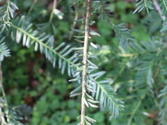 Taxus mairei