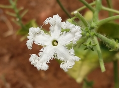 Trichosanthes cucumerina