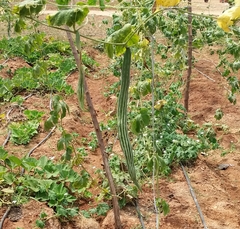 Trichosanthes cucumerina