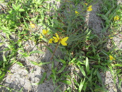 Chamaecrista flexuosa