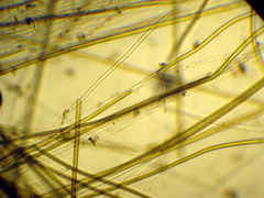 Lyngbya confervoides