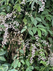 Congea tomentosa