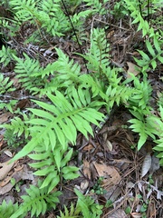Lorinseria areolata image