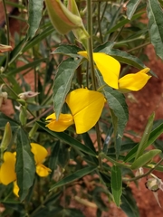 Crotalaria juncea