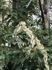 Pieris