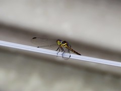 Orthemis