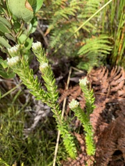 Phylica strigosa