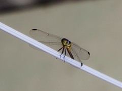 Orthemis