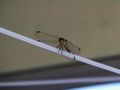 Orthemis