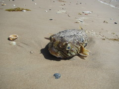 Chilomycterus mauretanicus