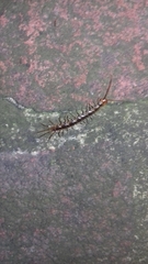 Lithobius melanops