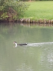 Cairina moschata domestica