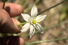 Ornithogalum umbellatum