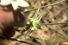 Ornithogalum umbellatum