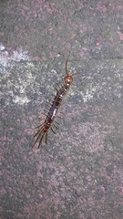 Lithobius melanops