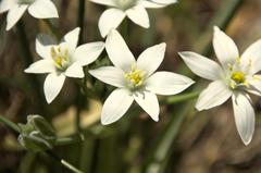 Ornithogalum umbellatum