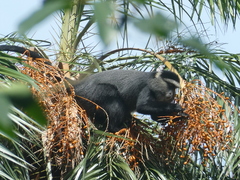 Cercopithecus mitis stuhlmanni