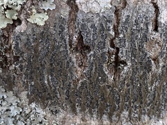 Arthoniomycetes