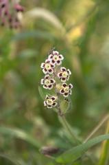 Silene gallica