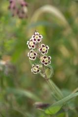 Silene gallica