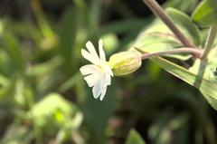 Silene latifolia