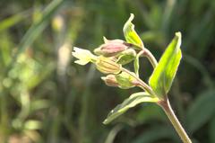 Silene latifolia