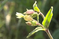 Silene latifolia