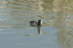 Fulica atra
