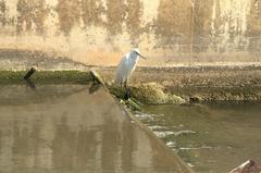 Egretta garzetta