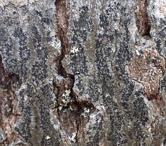 Arthoniomycetes