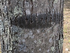 Arthoniomycetes
