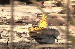 Lasiommata megera