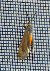 Dahana atripennis