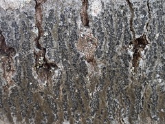 Arthoniomycetes