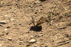Lasiommata megera